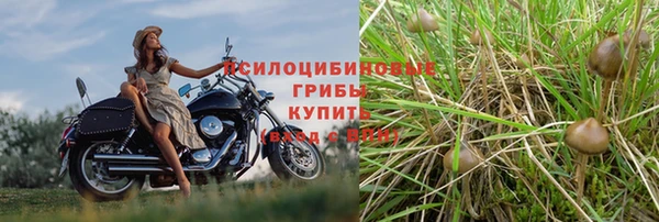 крисы Новозыбков